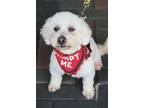 Adopt Betty a Bichon Frise, Miniature Poodle