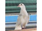 Adopt Hans Gruber a Pigeon