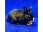 Adopt Dante a Bunny Rabbit