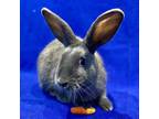 Adopt Colby a Bunny Rabbit