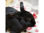 Adopt Captain Blackbeard a Bunny Rabbit