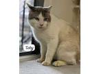 Adopt Toby a Domestic Short Hair, Siamese
