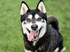 Adopt MIKE a Husky