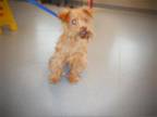Adopt TOTO a Yorkshire Terrier, Poodle