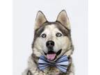 Adopt TOMMY a Siberian Husky