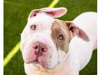 Adopt Floppy a Staffordshire Bull Terrier