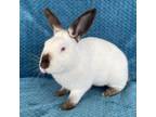 Adopt CLOVER a Bunny Rabbit