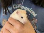 Adopt Vihaan a Hamster