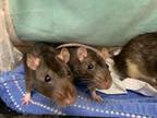 Adopt Mason (with brothers) a Rat