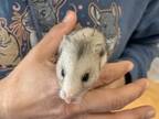 Adopt Victor a Hamster