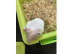 Adopt Vaughn a Hamster