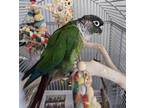 Adopt Qiwi a Conure