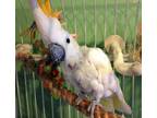 Adopt White Bird a Cockatoo