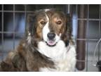 Adopt Sable a Border Collie