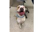 Adopt ZEUS THE MIGHTY a Pit Bull Terrier