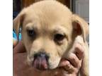 Adopt Ferdinand a Labrador Retriever, Shar-Pei