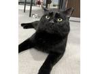 Adopt Mystic a Domestic Short Hair