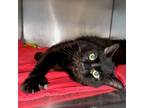 Adopt Binx a Domestic Long Hair