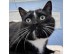 Adopt Boots a Domestic Short Hair