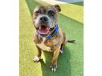 Adopt CHAPLIN a American Staffordshire Terrier, Mixed Breed