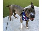 Adopt NED a American Staffordshire Terrier