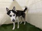 Adopt BLUE a Siberian Husky