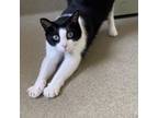 Adopt Batman a American Shorthair