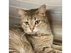 Adopt Taylor a Domestic Medium Hair