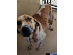 Adopt Dale a Hound, Mixed Breed