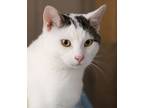 Adopt Lance - Special Needs Kitty a Domestic Short Hair