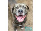 Adopt BARRY a Pit Bull Terrier