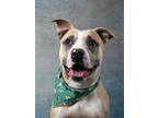 Adopt Tooney a Pit Bull Terrier, Mixed Breed