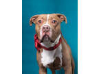 Adopt Glover a Pit Bull Terrier