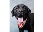 Adopt Ricky Bobby a Labrador Retriever, Mixed Breed