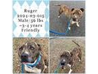 Adopt 2024-03-015 *Ruger* a Pit Bull Terrier