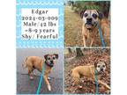 Adopt 2024-03-009 *Edgar* a Labrador Retriever