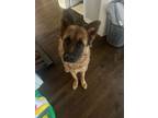 Adopt Rocco a German Shepherd Dog