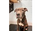 Adopt Goliath a American Staffordshire Terrier