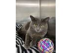 Adopt Prosperity a Russian Blue