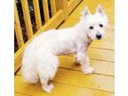 Adopt McDuff - West Highland TERRIER a West Highland White Terrier / Westie