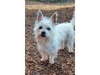 Adopt Paxx a West Highland White Terrier / Westie, Poodle