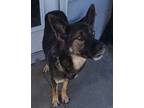 Adopt Waldo a German Shepherd Dog