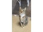 Adopt Barnaby a Domestic Short Hair