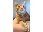 Adopt Kayce a Domestic Short Hair