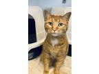 Adopt Sylvester a Domestic Short Hair