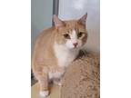 Adopt Barney a Domestic Short Hair