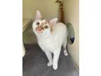 Adopt Diego a Domestic Short Hair