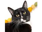 Adopt Leroy Jenkins a Domestic Short Hair