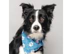 Adopt Willie a Border Collie, Mixed Breed