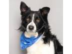 Adopt Russell a Border Collie, Mixed Breed